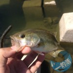 豆バスイメージ