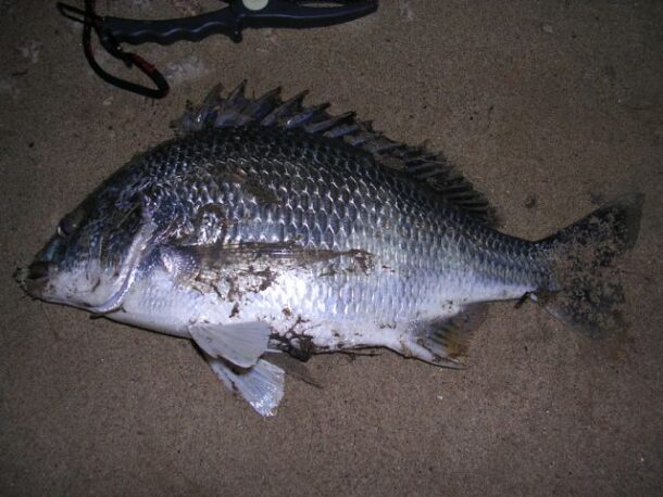 ルアーで釣ったクロダイ