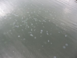 運河に漂う水クラゲの大群