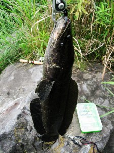 多摩川で釣った巨大雷魚