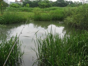 多摩川に点在する沼の画像
