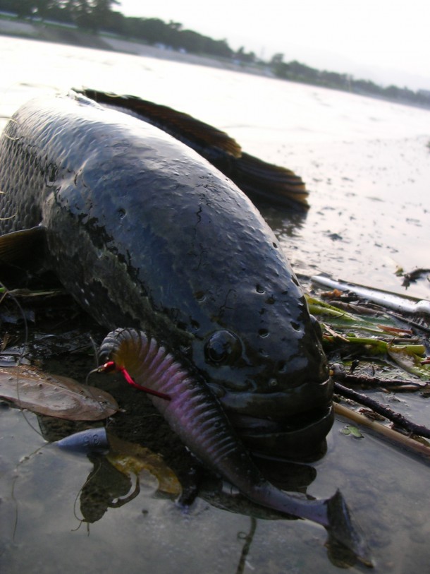 ショア 日本国内で自慢できる巨大魚を釣ろう 種類と釣り方まとめ ルアーフィッシングの 釣活 ブログ