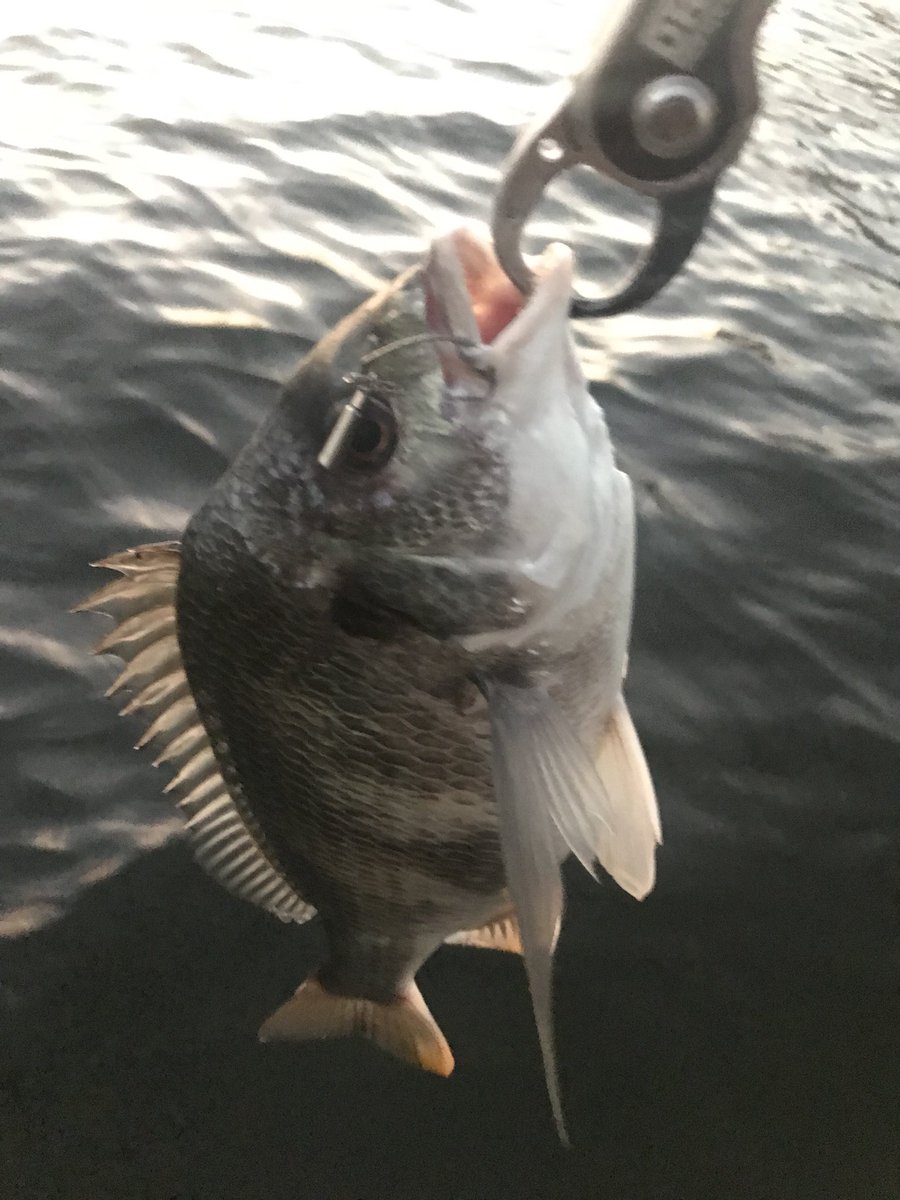 ワームで釣るチニング攻略 仕掛けやおすすめワームを紹介 ワームで釣るチニング攻略 仕掛けやおすすめワームを紹介