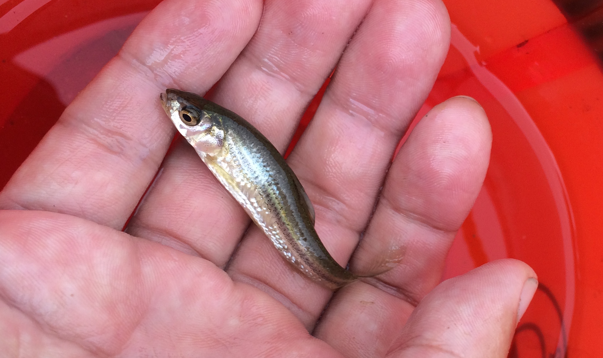 小川や沼で小魚などを捕まえる方法 ルアーフィッシングの 釣活 ブログ