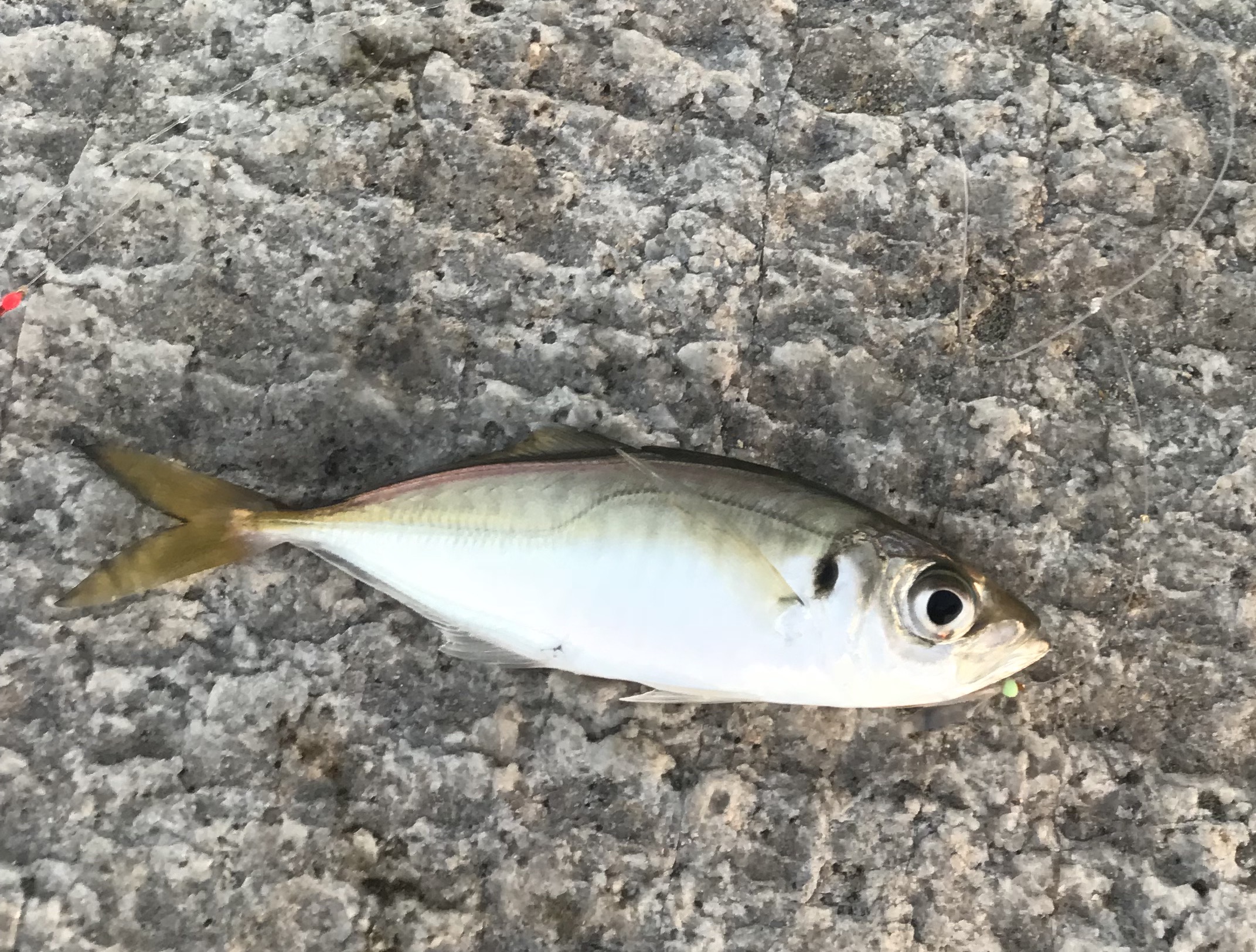 アジングの基本的な釣り方 テクニックを紹介 ルアーフィッシングの 釣活 ブログ