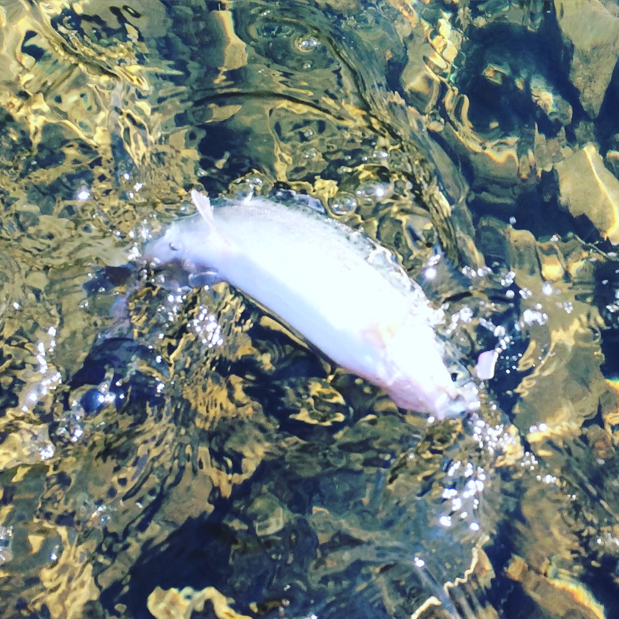 雨が釣れる 天気と釣りの関係 ルアーフィッシングの 釣活