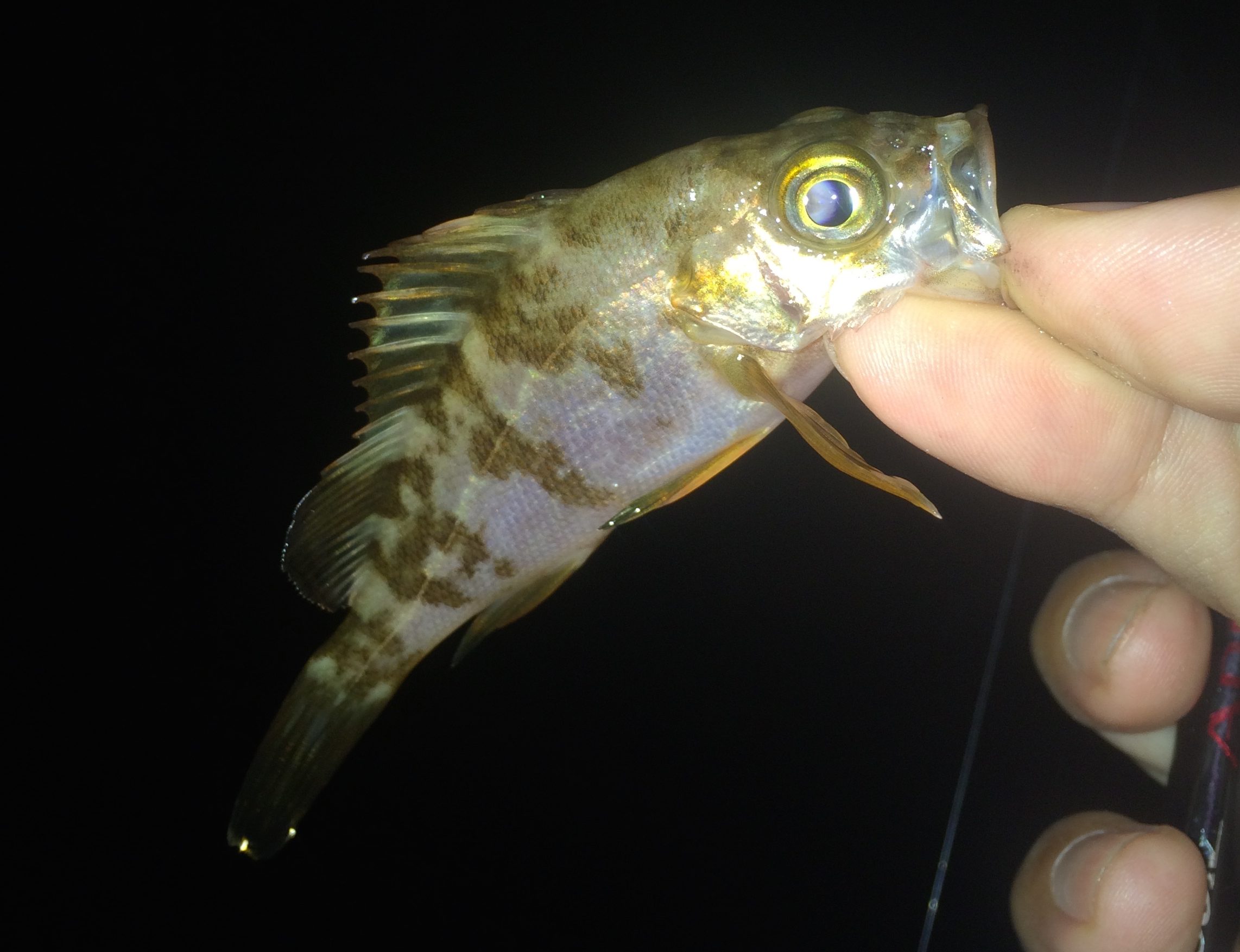 メバルという魚についての基礎知識 ルアーフィッシングの 釣活 ブログ