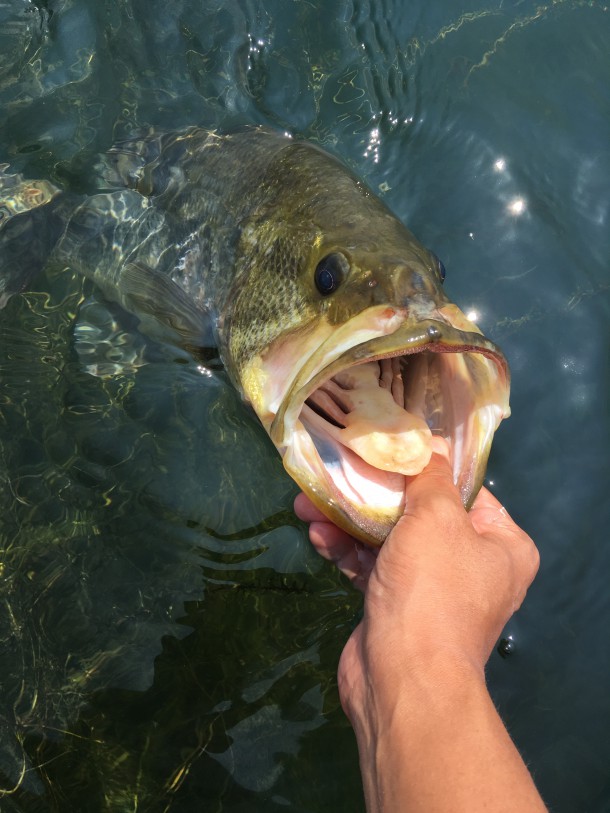 バス釣りが止められない理由 ルアーフィッシングの 釣活