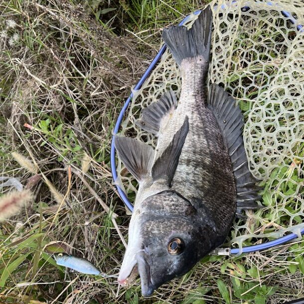 スイホウで釣れたチヌ