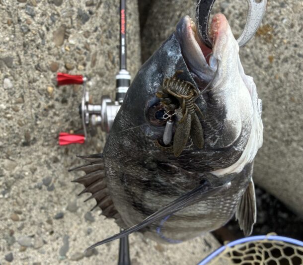 アーバンホグで釣れたチヌ