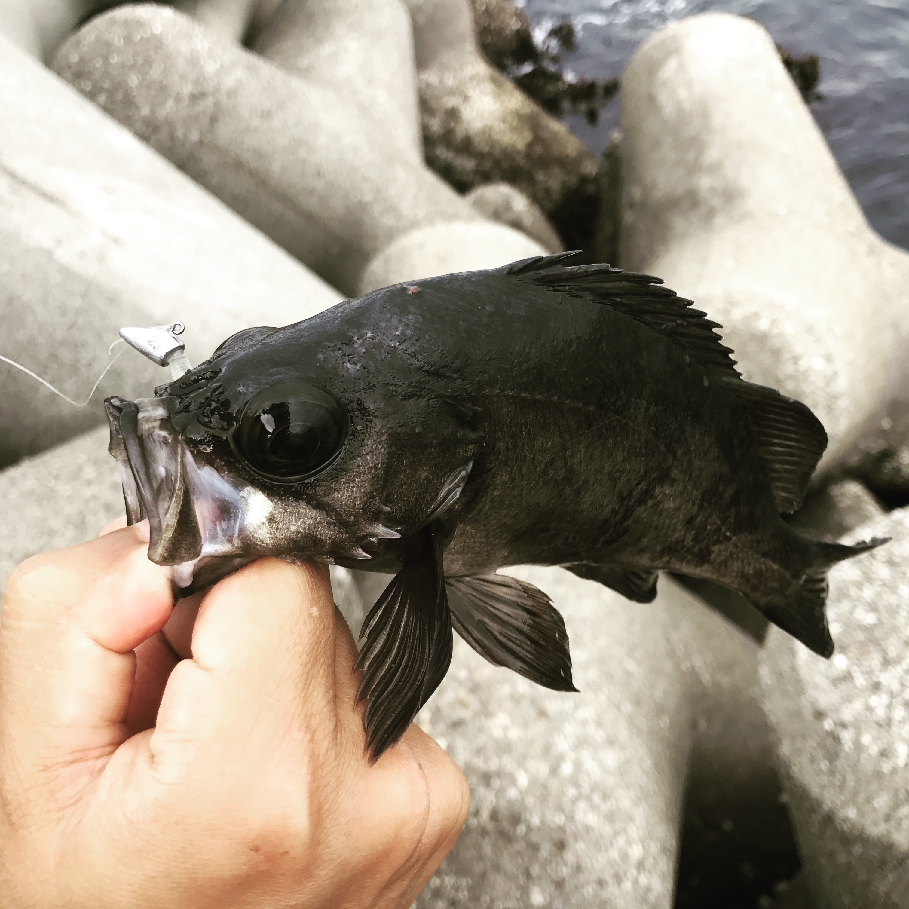 メバリングロッドの基本知識とおすすめ ルアーフィッシングの 釣活 ブログ