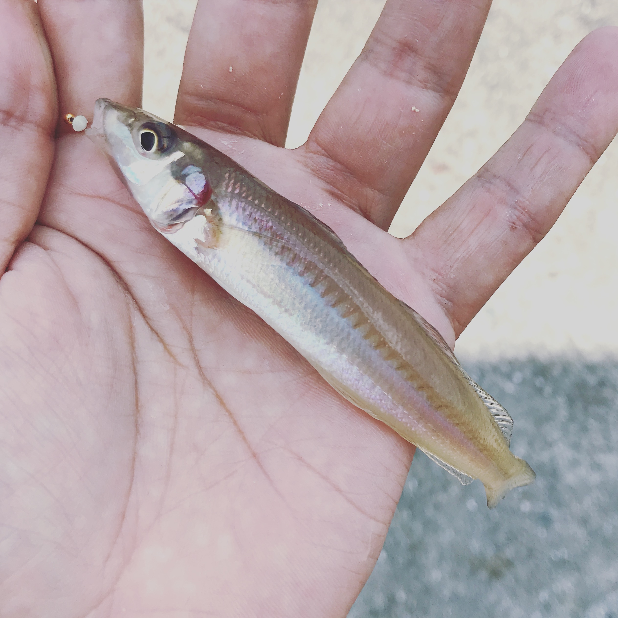 淡路島で初夏の釣りを楽しむ ルアーフィッシングの 釣活 ブログ
