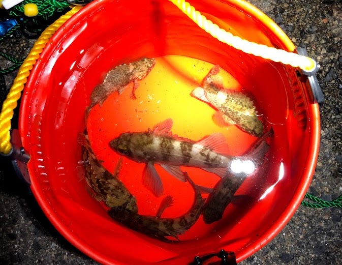 メバルという魚についての基礎知識 ルアーフィッシングの 釣活 ブログ