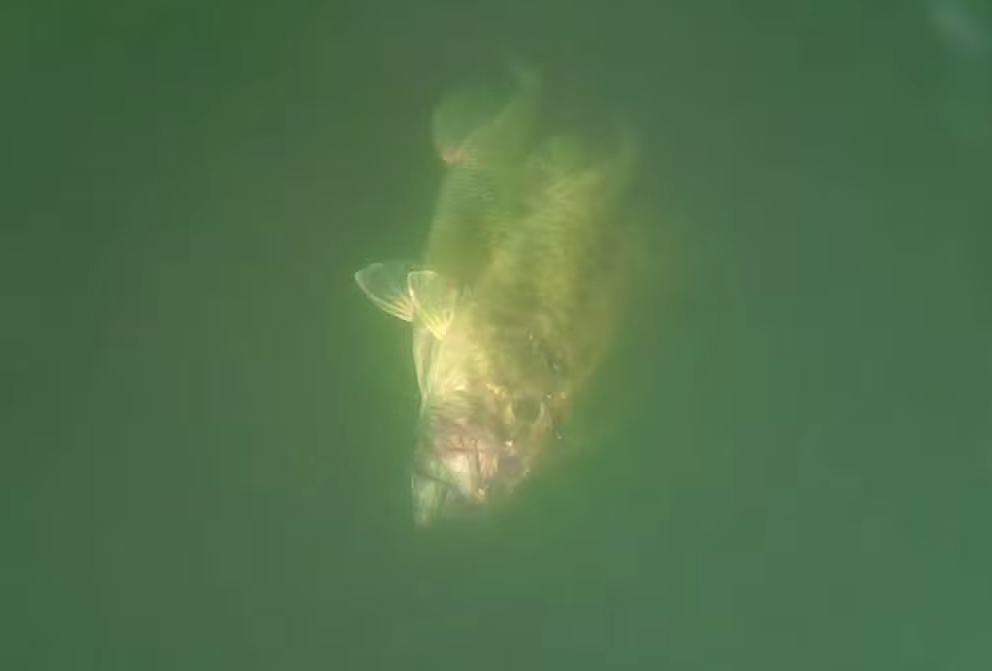 【ヒットシーン丸見え！】水中カメラ「ウォーターウルフ」が欲しすぎる - ルアーフィッシングの「釣活」