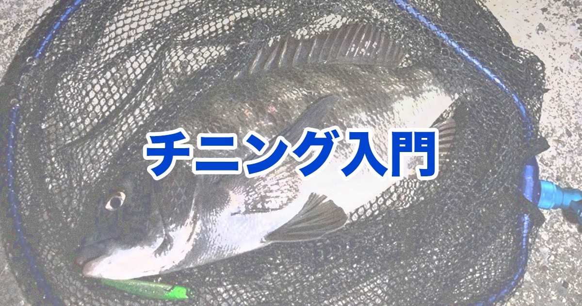 チニング入門 キビレ 黒鯛のルアーでの釣り方 攻略法を徹底解説
