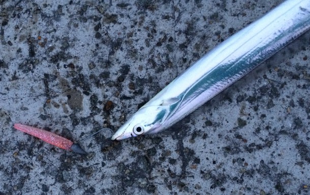 芦屋浜の太刀魚