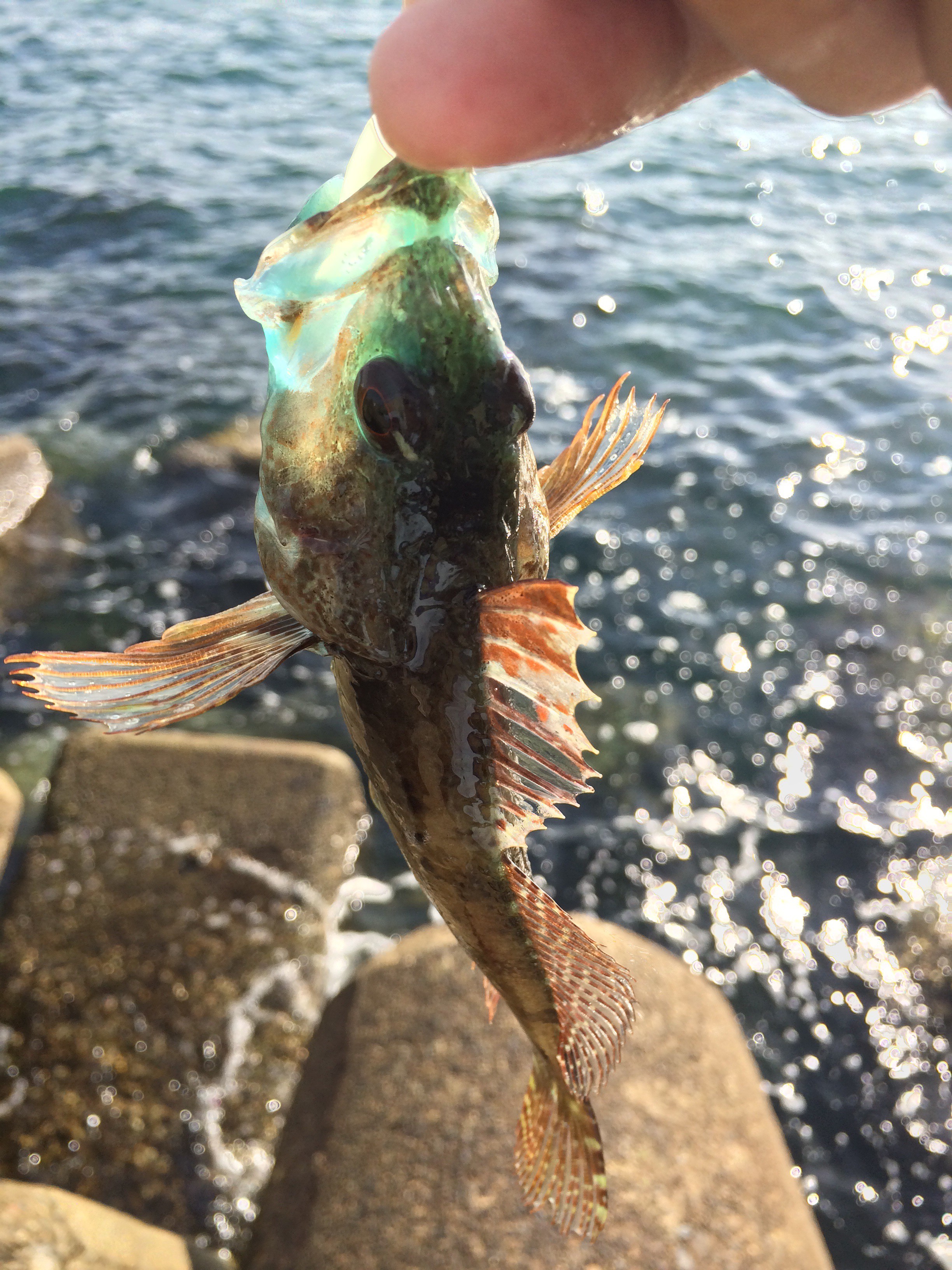 根魚シーズン到来 テトラの穴でメバル大量ゲット ルアーフィッシングの 釣活 ブログ