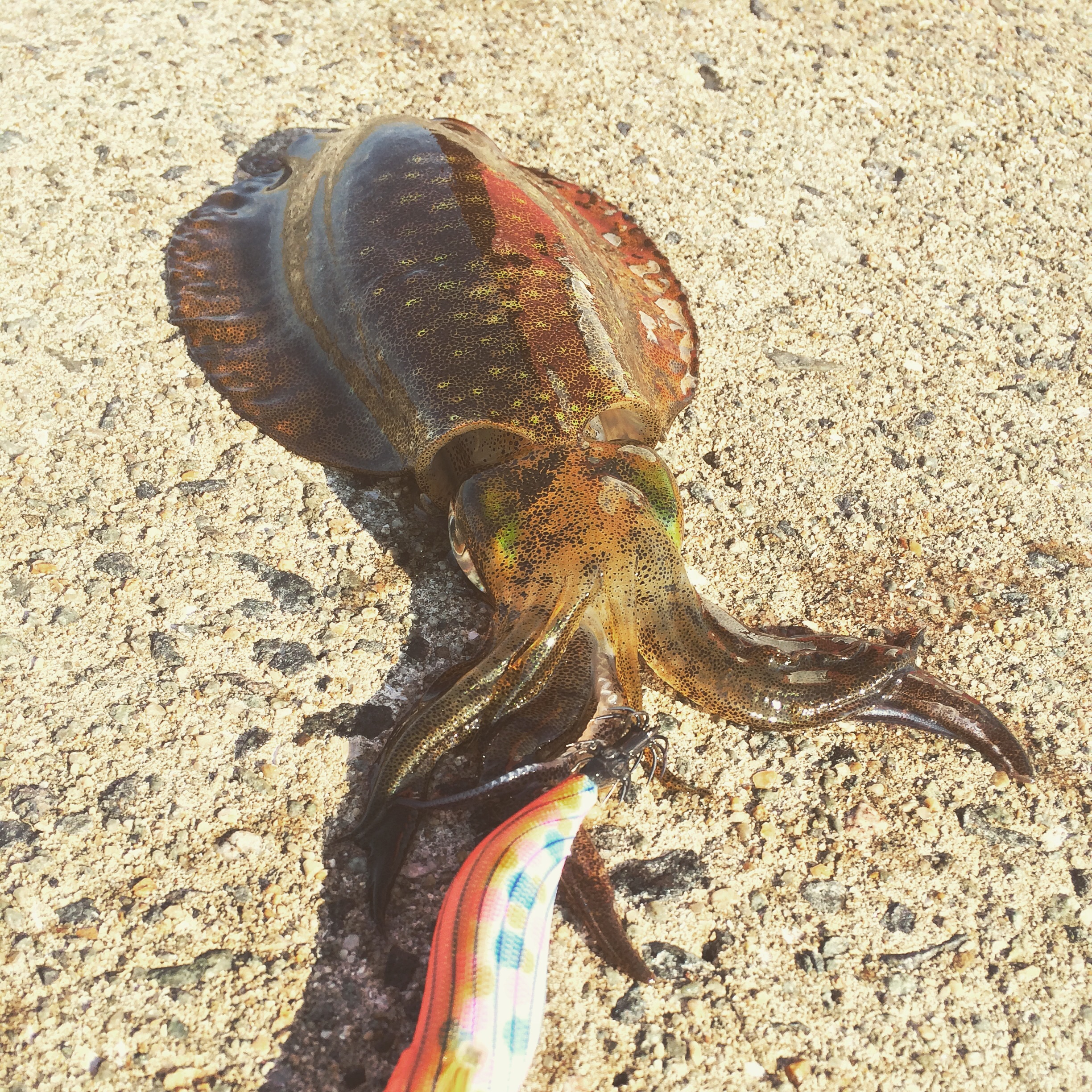 エギング入門 アオリイカ攻略マニュアル タックルやテクニック紹介