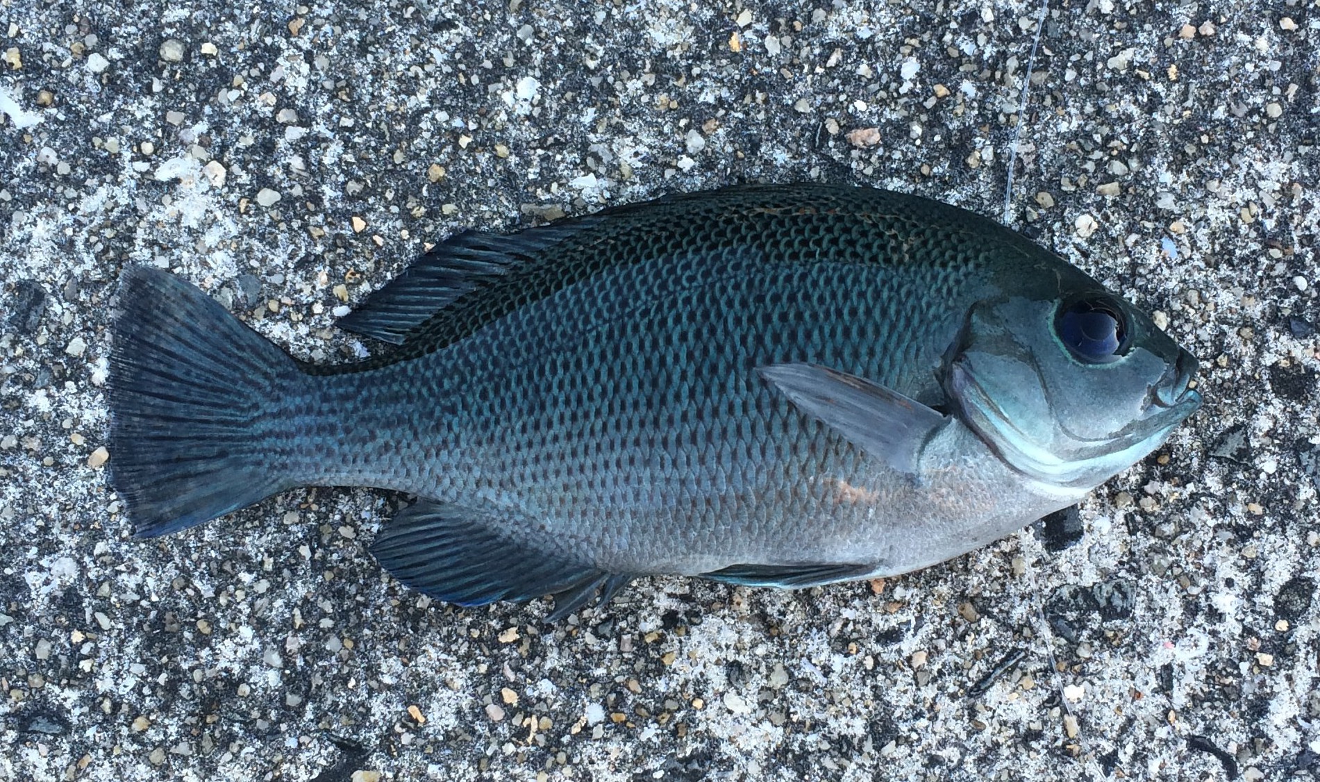 釣り人として食べて美味かった魚ランキング ルアーフィッシングの 釣活 ブログ
