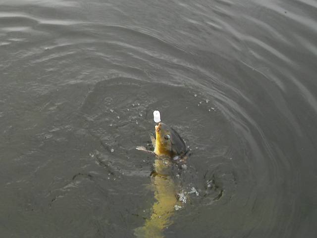 鯉をルアーで釣る方法とは コ式も紹介 ルアーフィッシングの 釣活